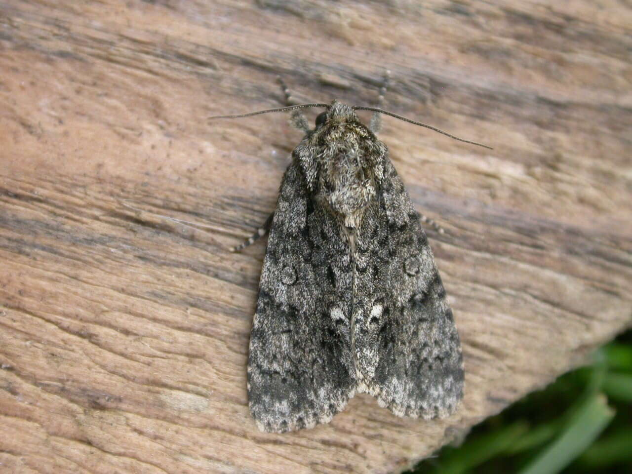 Image of Dagger Moths