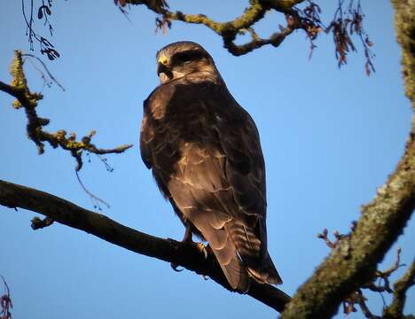 Image of Common Buzzard