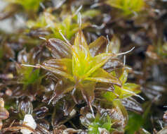 Image de Syntrichia ruralis Weber & D. Mohr 1803