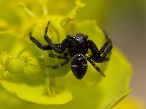 صورة Synema globosum (Fabricius 1775)