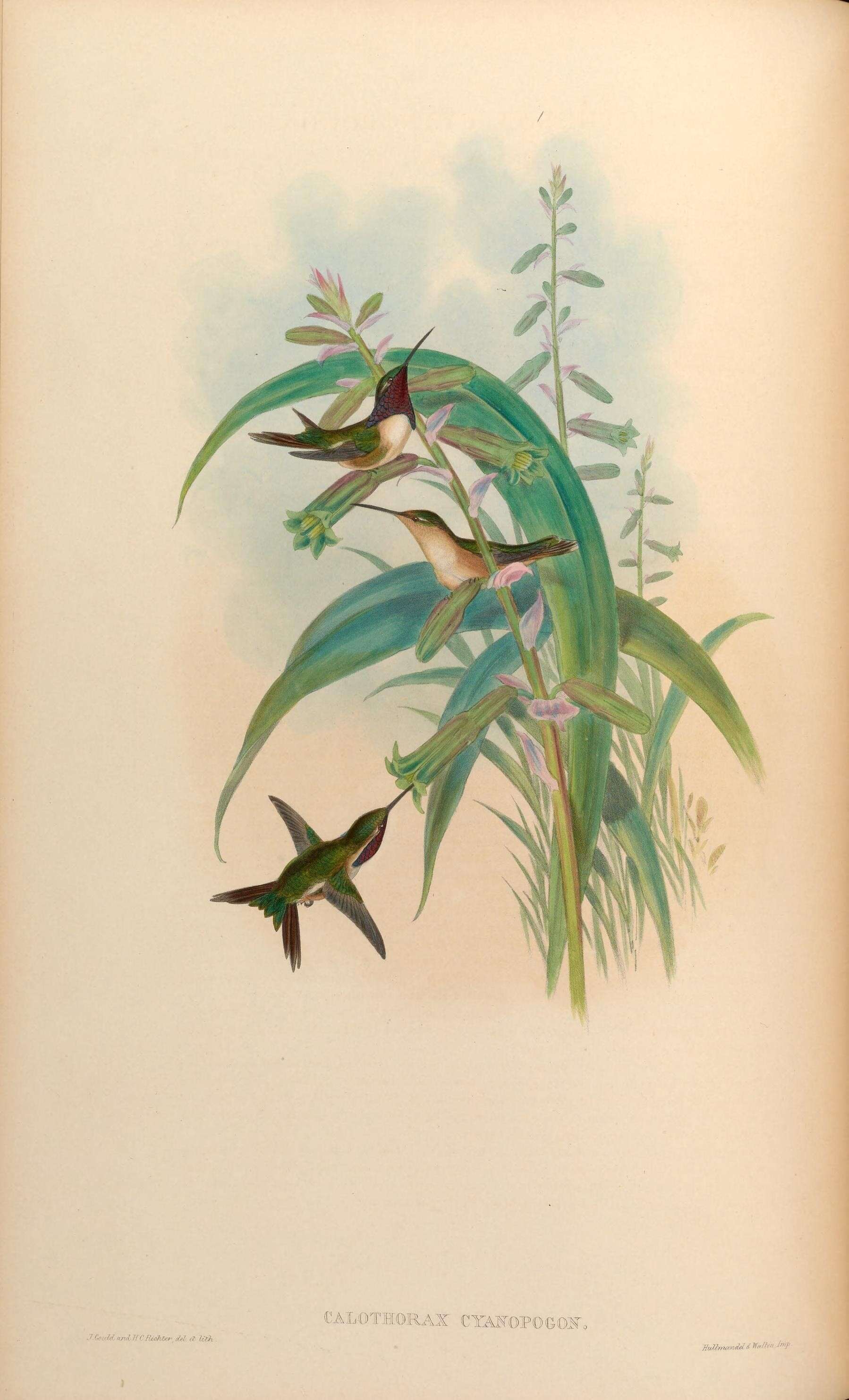 Image of Calothorax Gray & GR 1840