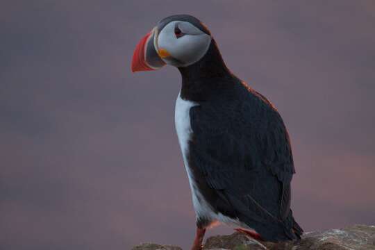 Image of Puffin