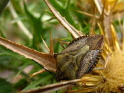 Image of Carpocoris