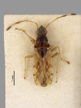 Image of Neopamera