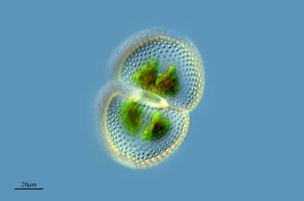 Image of Cosmarium tetraophthalmum