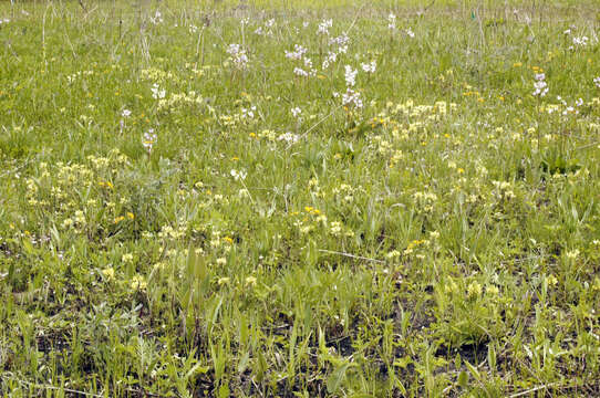 Image of Canada lousewort