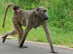 Image of Chacma Baboon