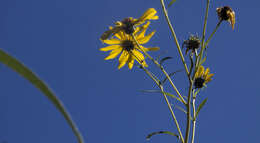 Image of sunflowers