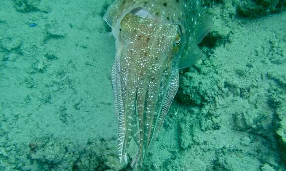 Image of Broadclub Cuttlefish