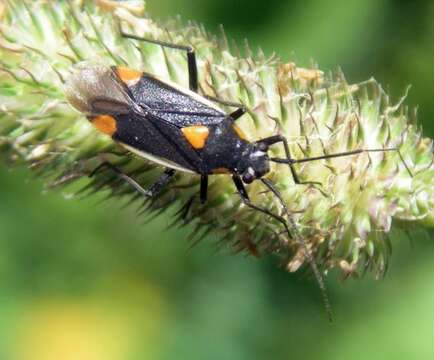 Image of Capsodes flavomarginatus (Donovan 1798)