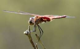 Image of Common Glider