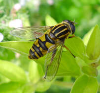 Image of Marsh Hoverfly