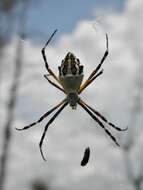 Image of Florida Argiope