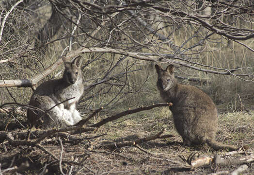 Image of wallaby