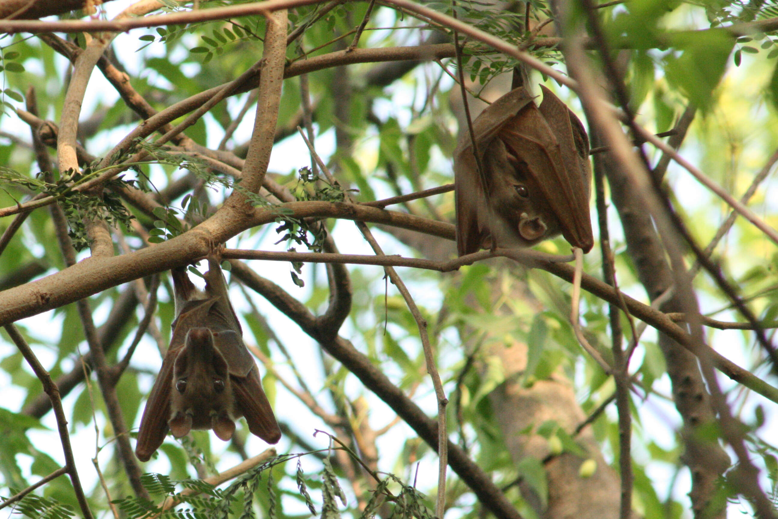 Image of Epauletted Fruit Bats