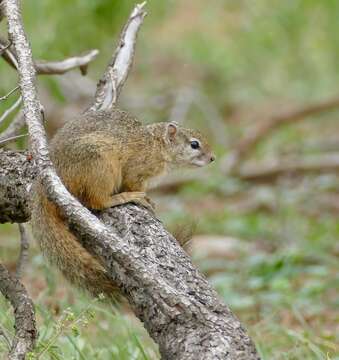 Image of Bush Squirrels