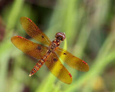 Image of Eastern Amberwing