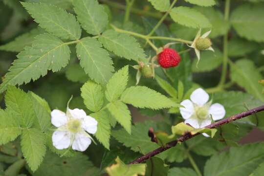 Imagem de Rubus rosifolius var. rosifolius