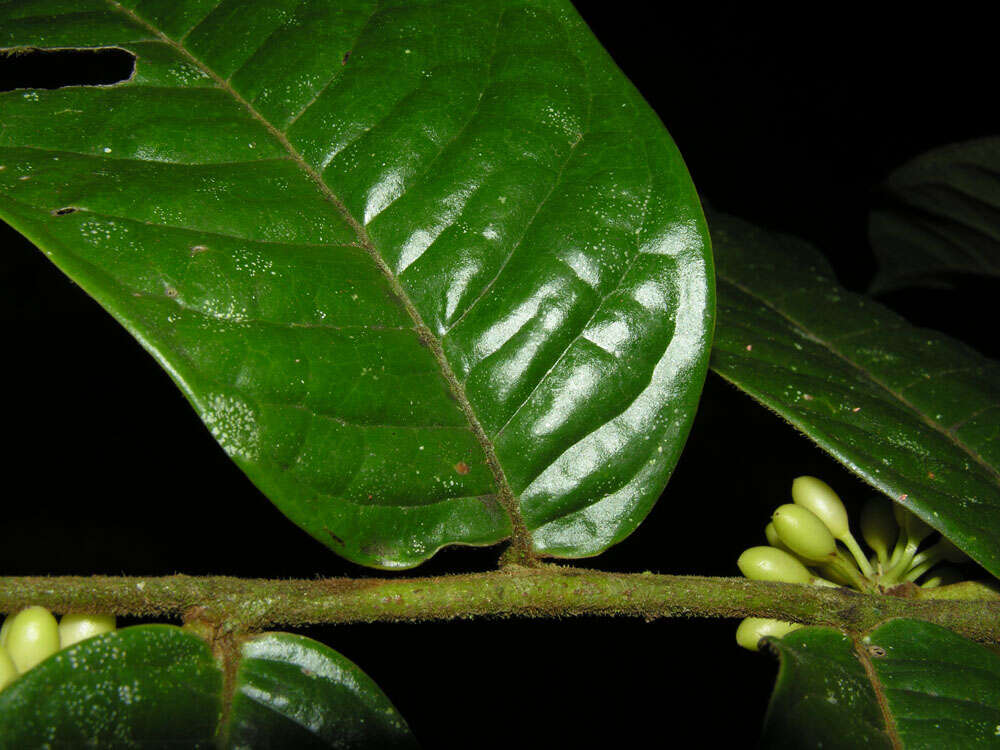 Image of Guatteria pudica N. Zamora & Maas