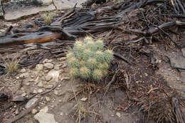 Image de Echinocereus triglochidiatus Engelm.