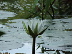 Image of waterlily