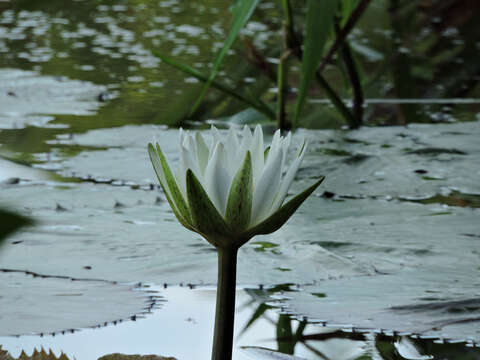 Image of Dotleaf waterlily