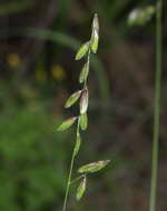 Image of twoflower melicgrass