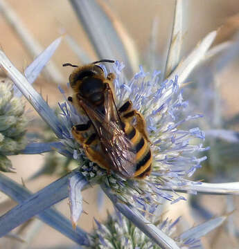 Image of Halictus scabiosae (Rossi 1790)