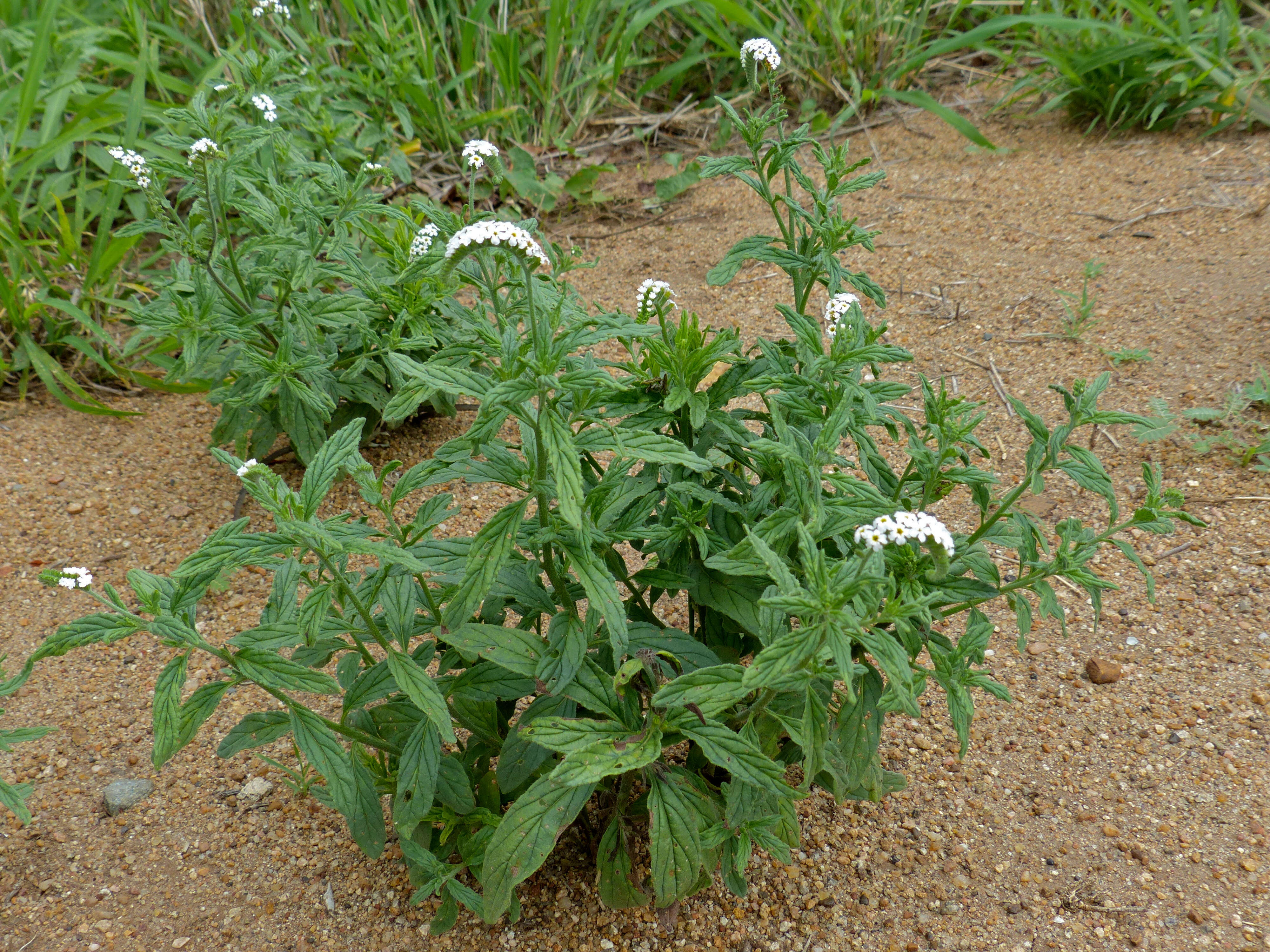 Image of Heliotropium steudneri Vatke