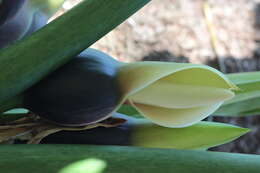 Image of monstera