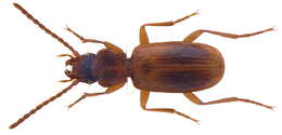 Image of Trechoblemus