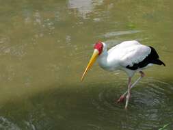 Image of Painted Stork