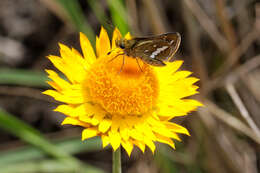 Image of Taractrocera papyria Boisduval 1832