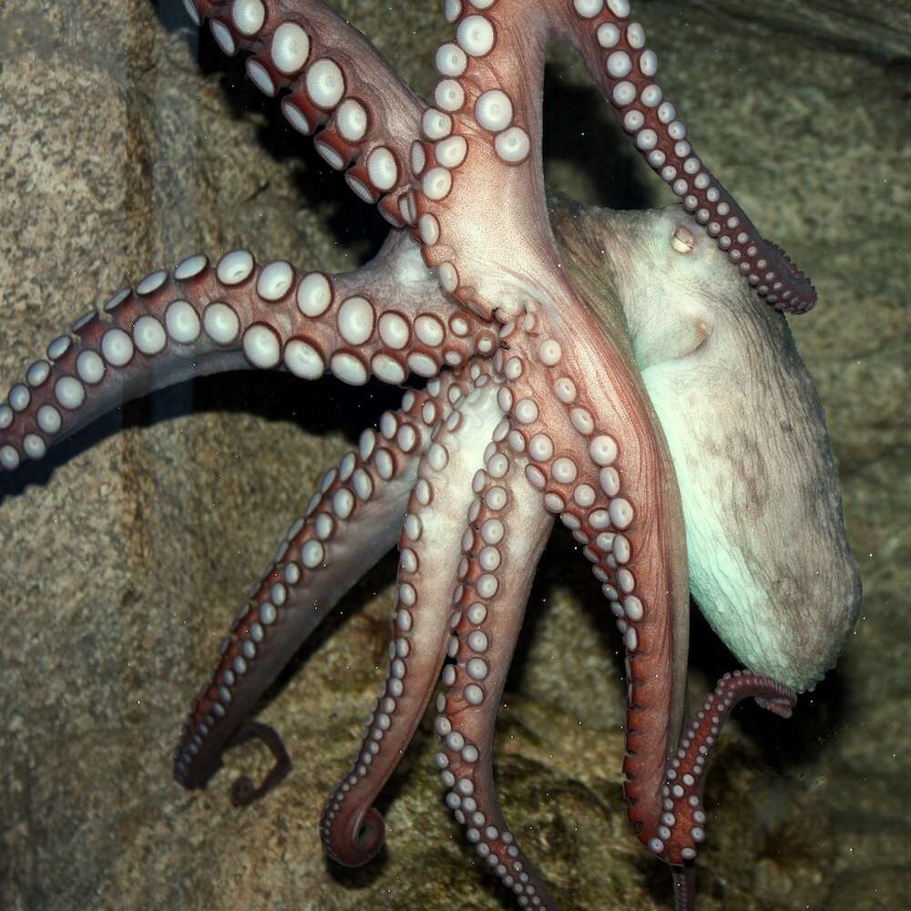 Imagem de Callistoctopus dierythraeus (Norman 1993)