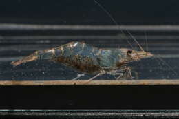 Image of Caridina africana Kingsley 1882