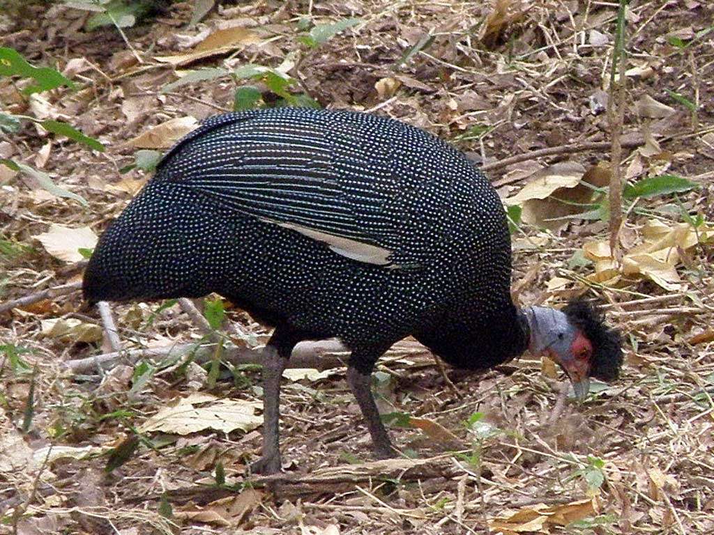 Image of Crested and Plumed Guineafowl