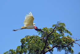 Image of Jabiru Hellmayr 1906