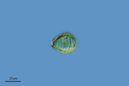 Image of Paulinellidae