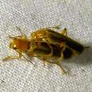 Image of Cantharis rufa