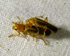 Image of Cantharis