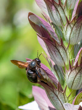 Image of Carpenter bee