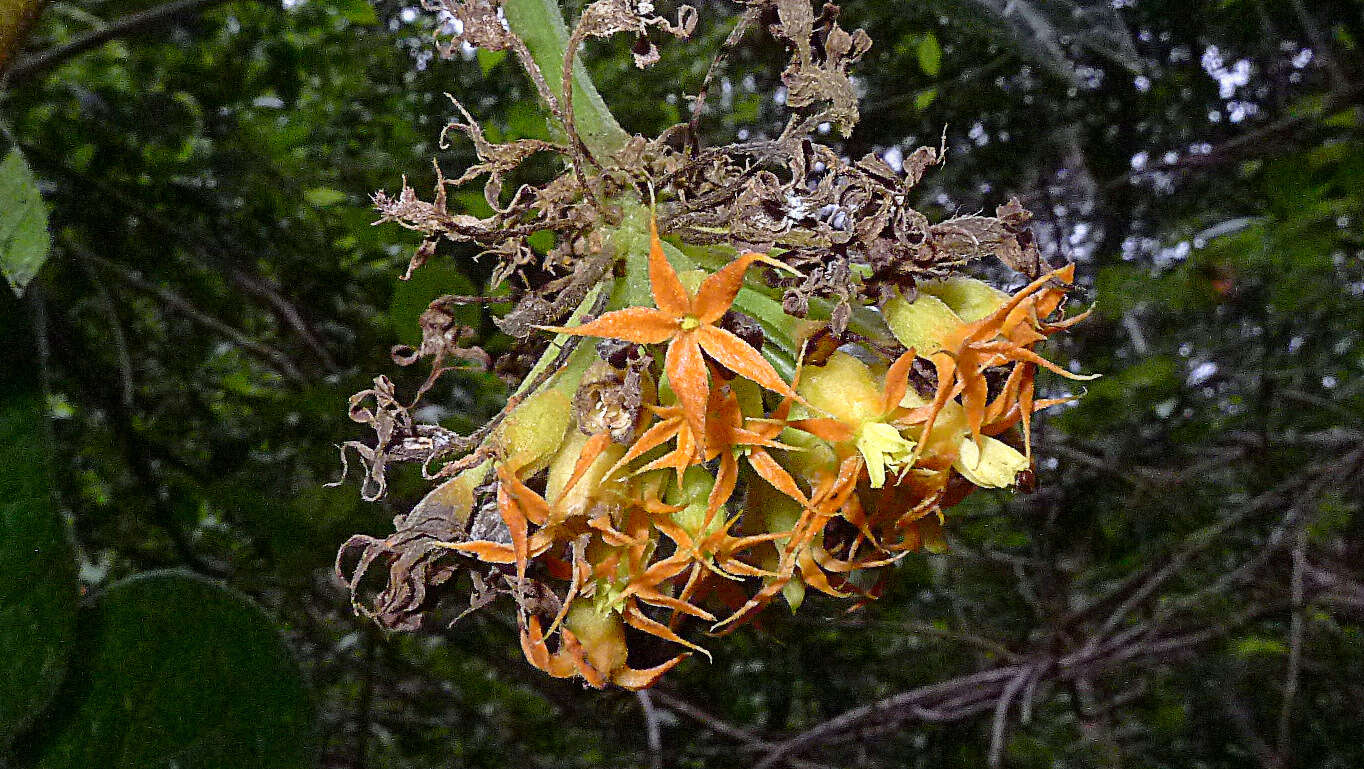 Image of Gurania subumbellata (Miq.) Cogn.