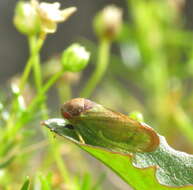 Sivun Iassus lanio Linnaeus 1761 kuva