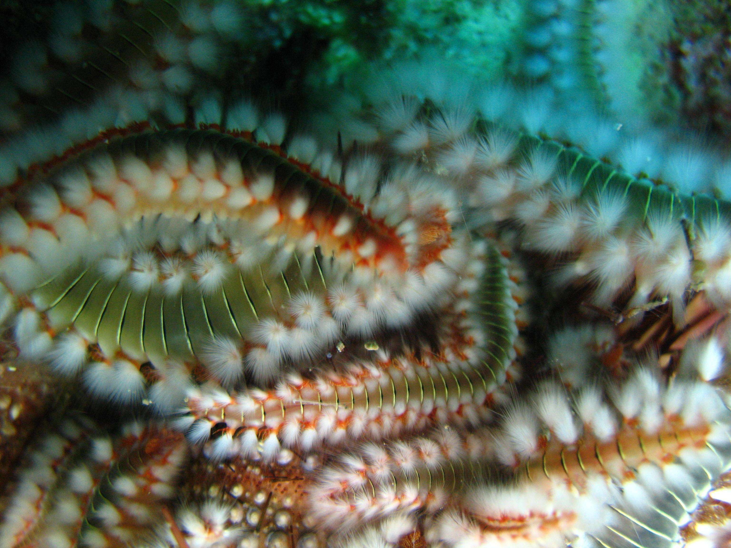 Image of Bearded Fireworm