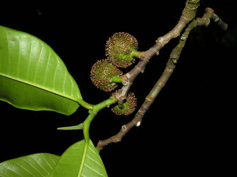 Image of cow tree