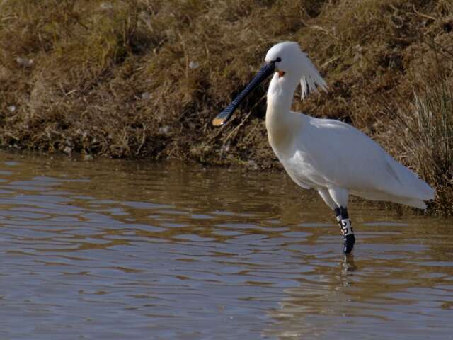 Image of spoonbill, eurasian spoonbill