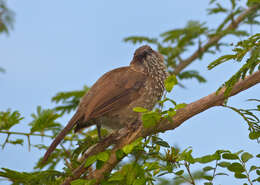 Image of Arrow-marked Babbler