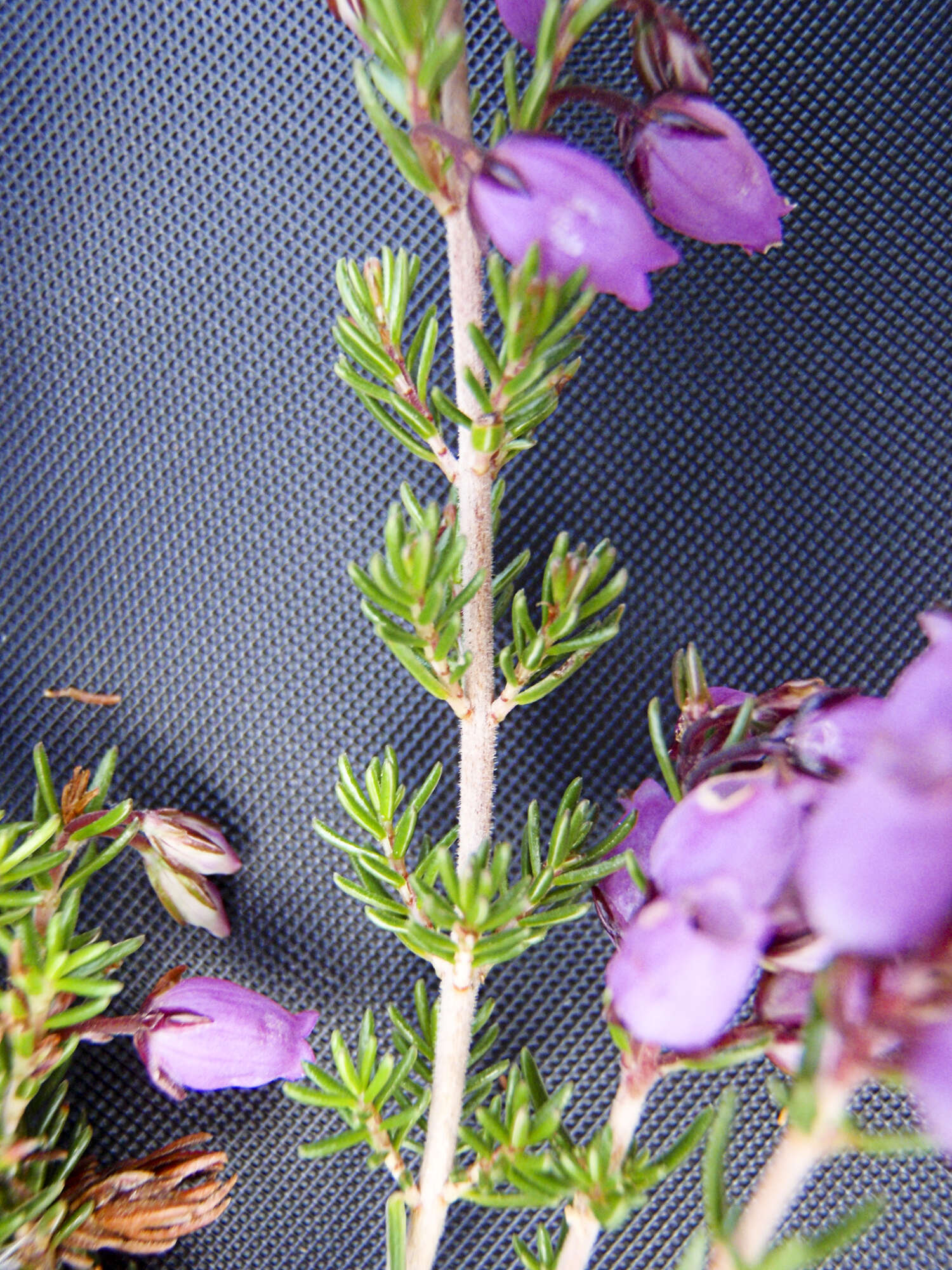 Image of Bell Heather