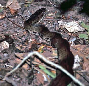 Image of Rat Snakes