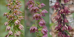 Image of Helleborine